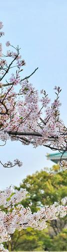 日本